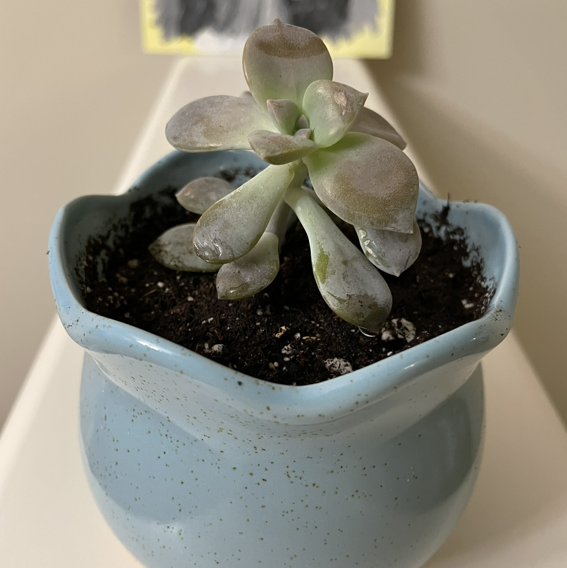 Five Stamen Graptopetalum succulent in a blue pot with visible soil.