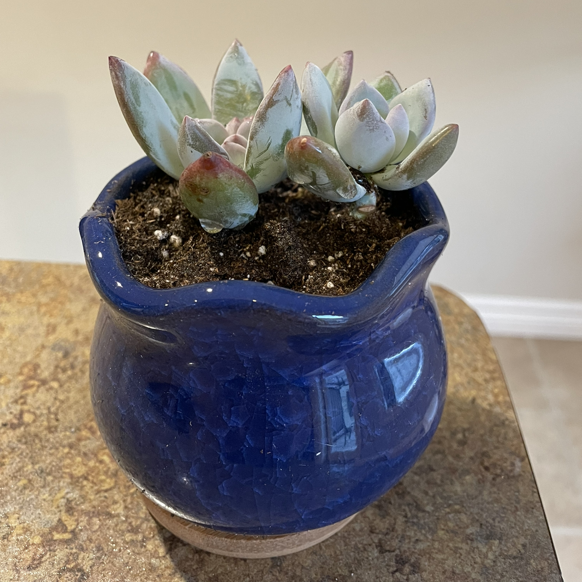 Pachyveria 'Powder Puff' succulent in a blue pot with visible soil.