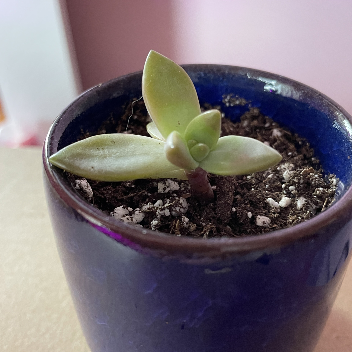 Graptosedum 'California Sunset' succulent in a blue pot with visible soil.