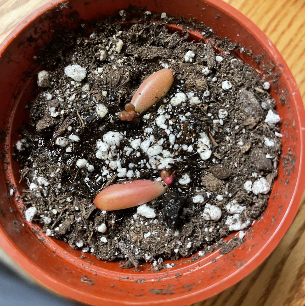 Small potted Aurora Pink Jelly Bean plant with two pinkish succulent leaves in well-draining soil.