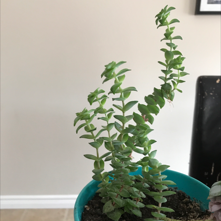 String of Buttons plant photo by @Rxmom named Versailles on Greg, the plant care app.