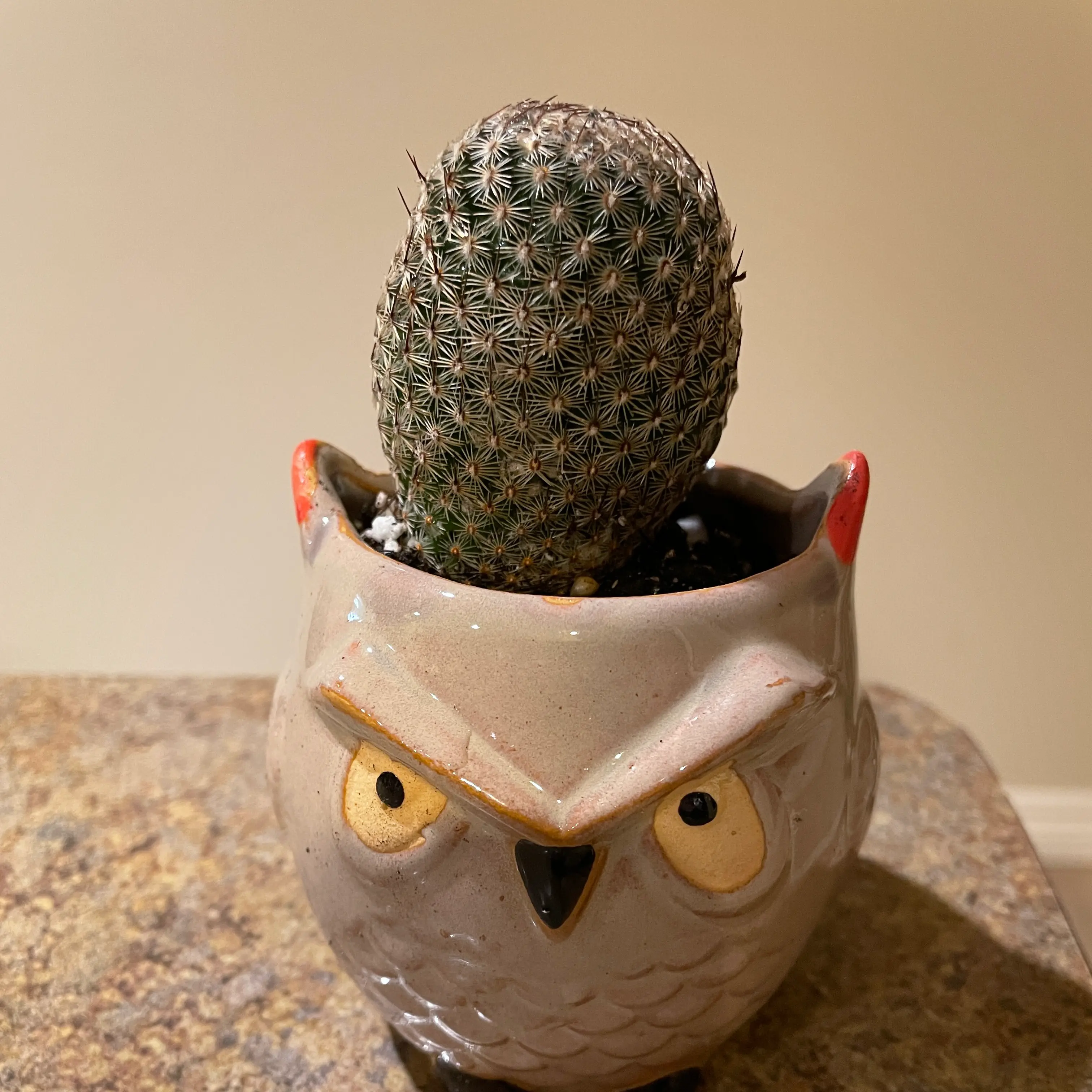 Thumb Cactus in a decorative owl-shaped pot, healthy and well-framed.