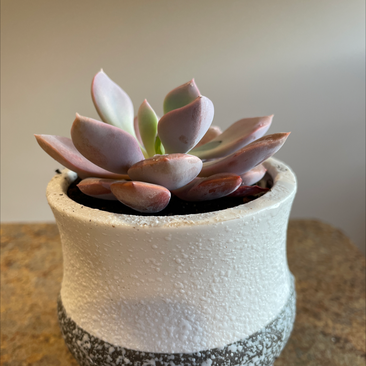 Graptoveria 'Debbie' plant photo by @Rxmom named 2 Eowyn on Greg, the plant care app.
