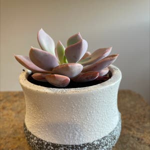 Graptoveria 'Debbie' plant photo by @Rxmom named 2 Eowyn on Greg, the plant care app.