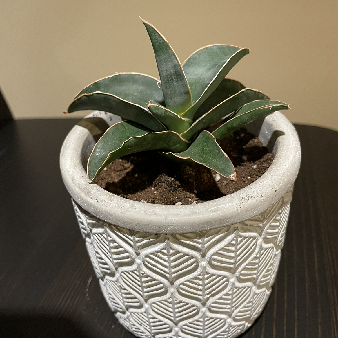 Photo of the plant species Blue Sansevieria by @Rxmom named A Brittany on Greg, the plant care app