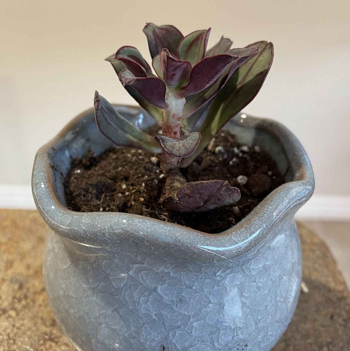 Painted Echeveria plant in a pot with visible soil, well-framed and in focus.