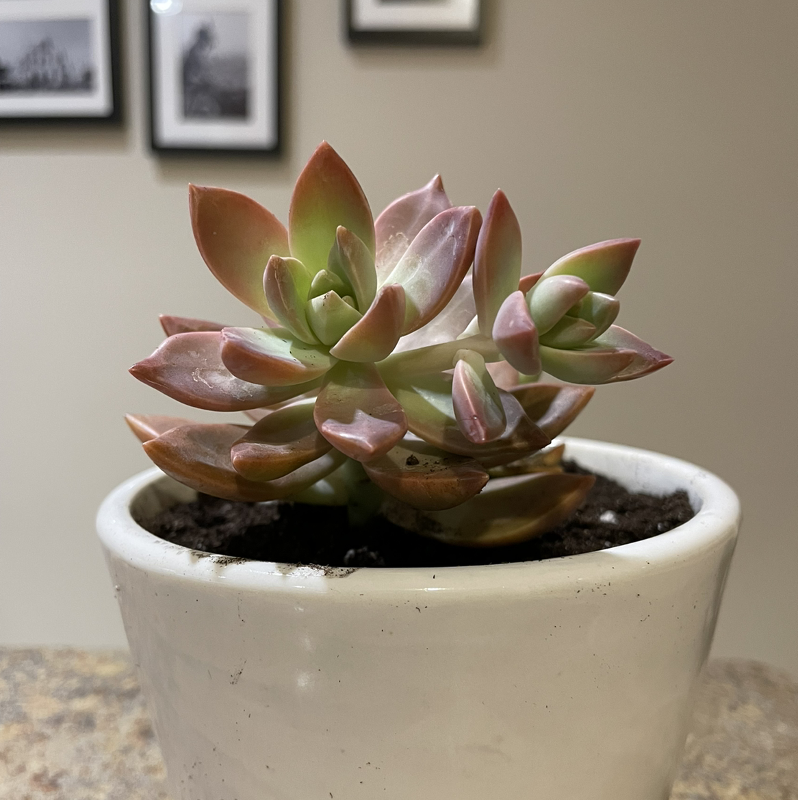 Graptosedum 'California Sunset' succulent in a white pot with healthy, colorful leaves.