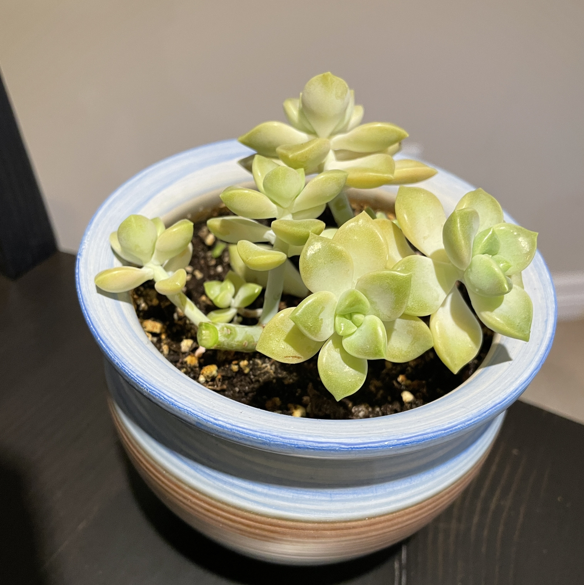 Ghost Plant plant photo by @Rxmom named 3 Alexis on Greg, the plant care app.
