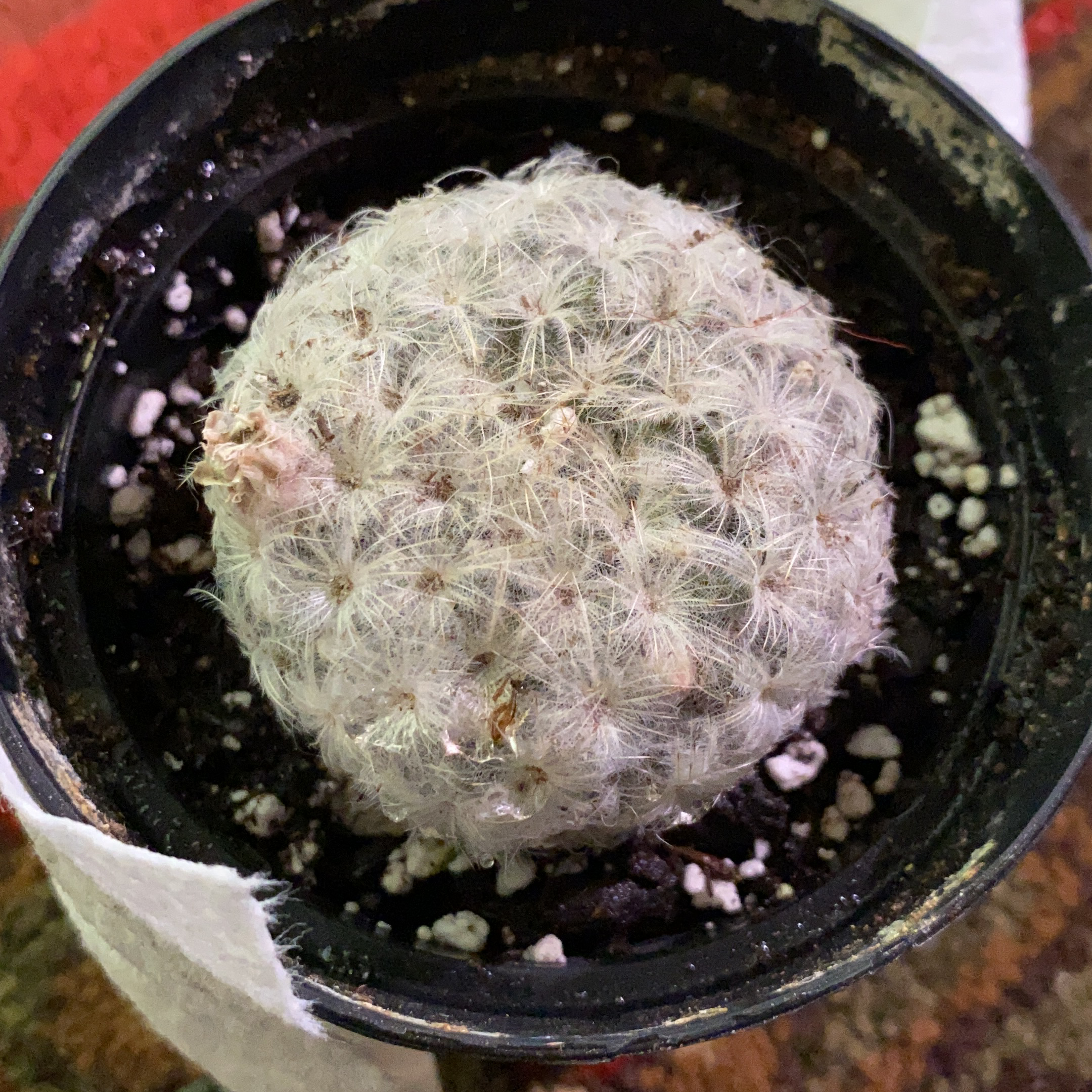 Potted Mammilloydia cactus with white spines in a black pot with visible soil.