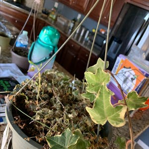 English Ivy plant photo by @FastTawapou named ivy on Greg, the plant care app.