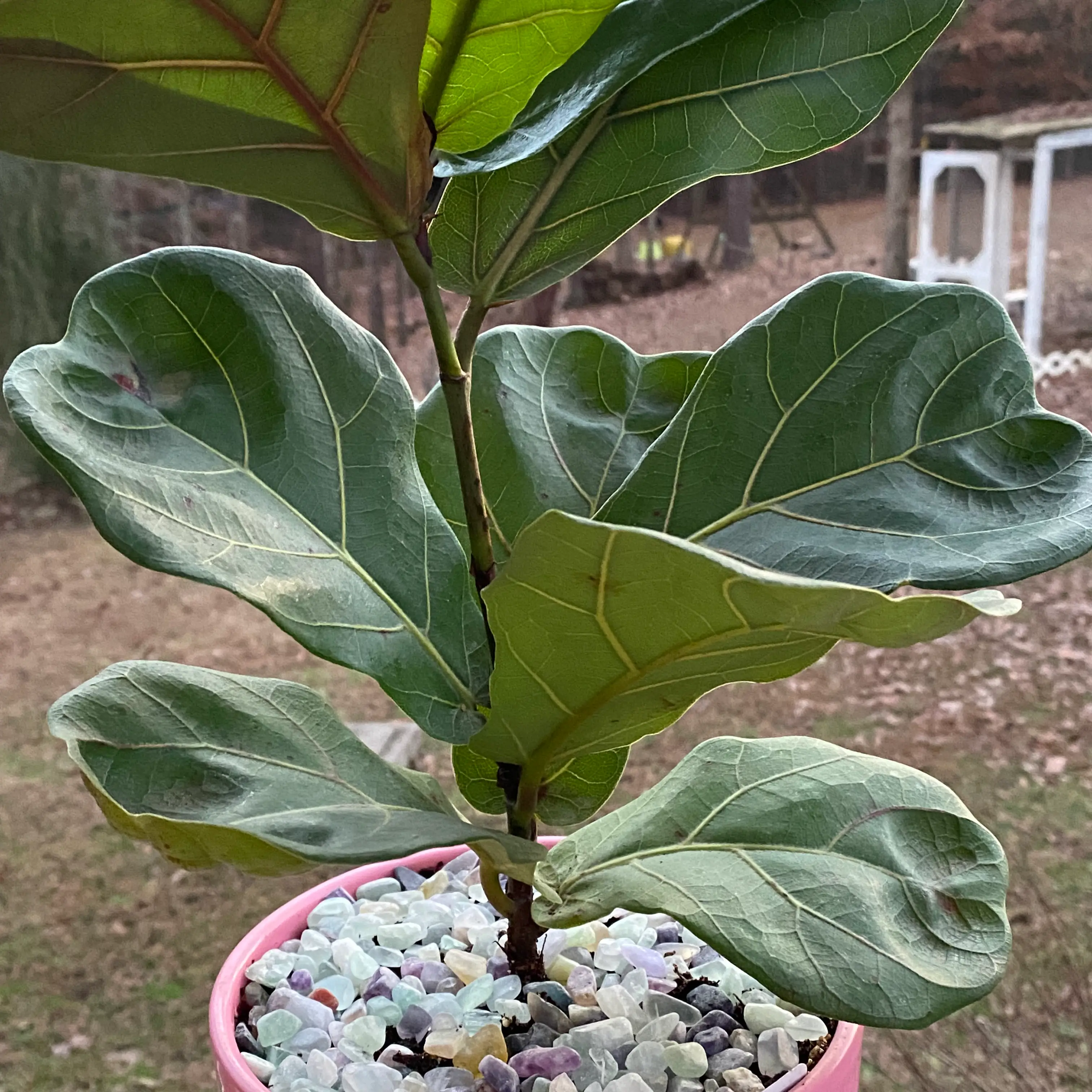Fiddle Leaf Fig plant photo by @UrbaneBibi named Finn the fiddle leaf fig on Greg, the plant care app.