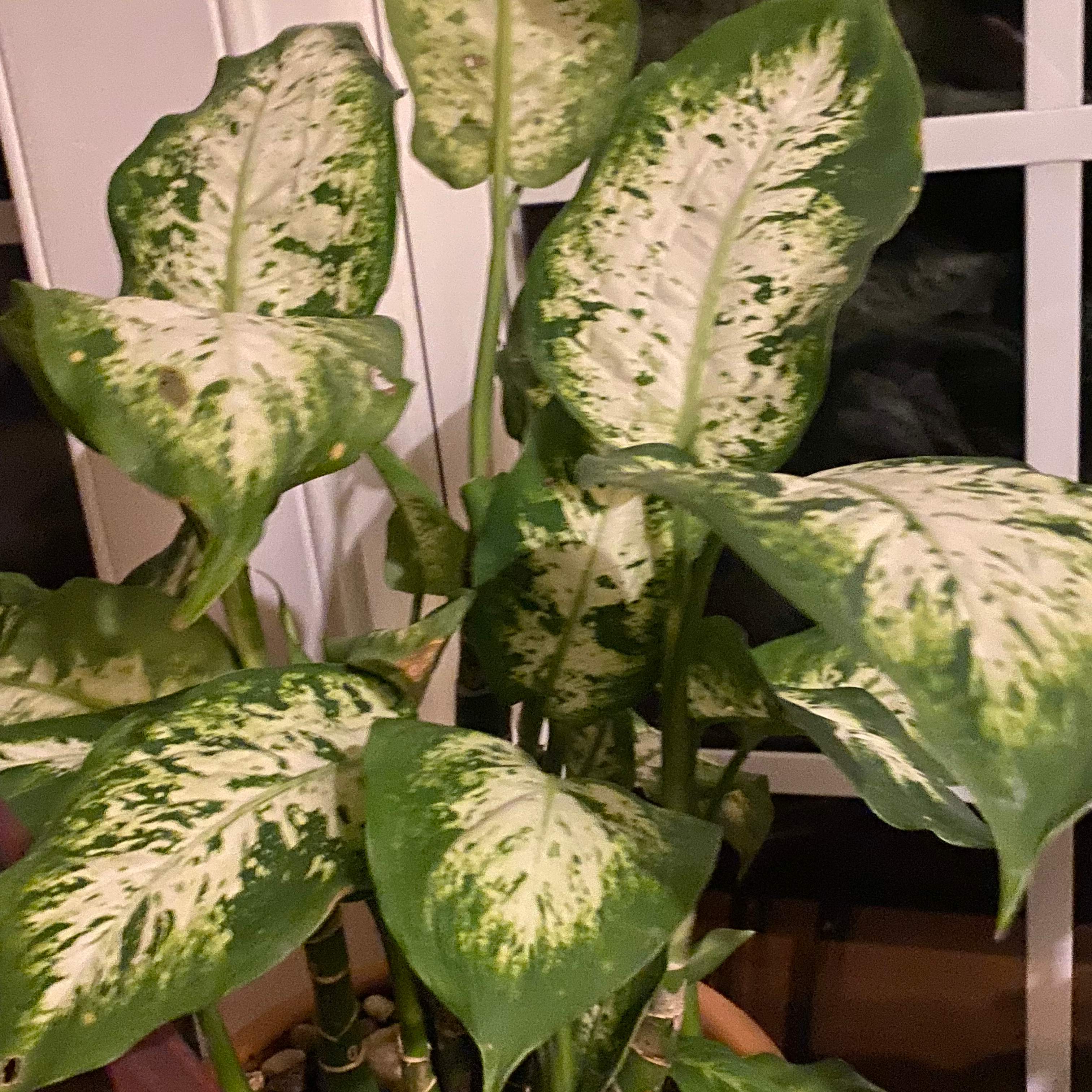 Dieffenbachia plant photo by @UrbaneBibi named Joe Diffy on Greg, the plant care app.