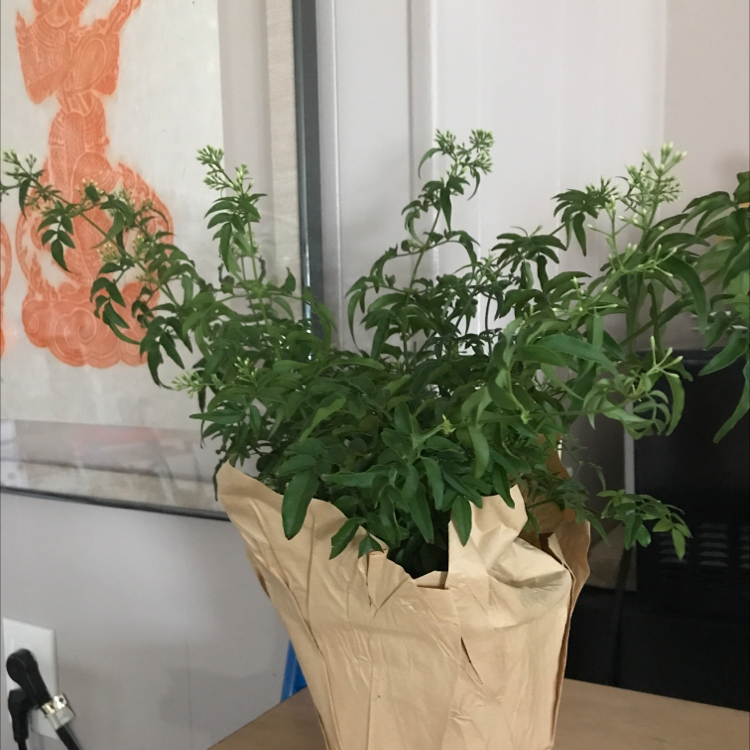 Pink Jasmine plant in a paper-wrapped pot with green leaves and flower buds.