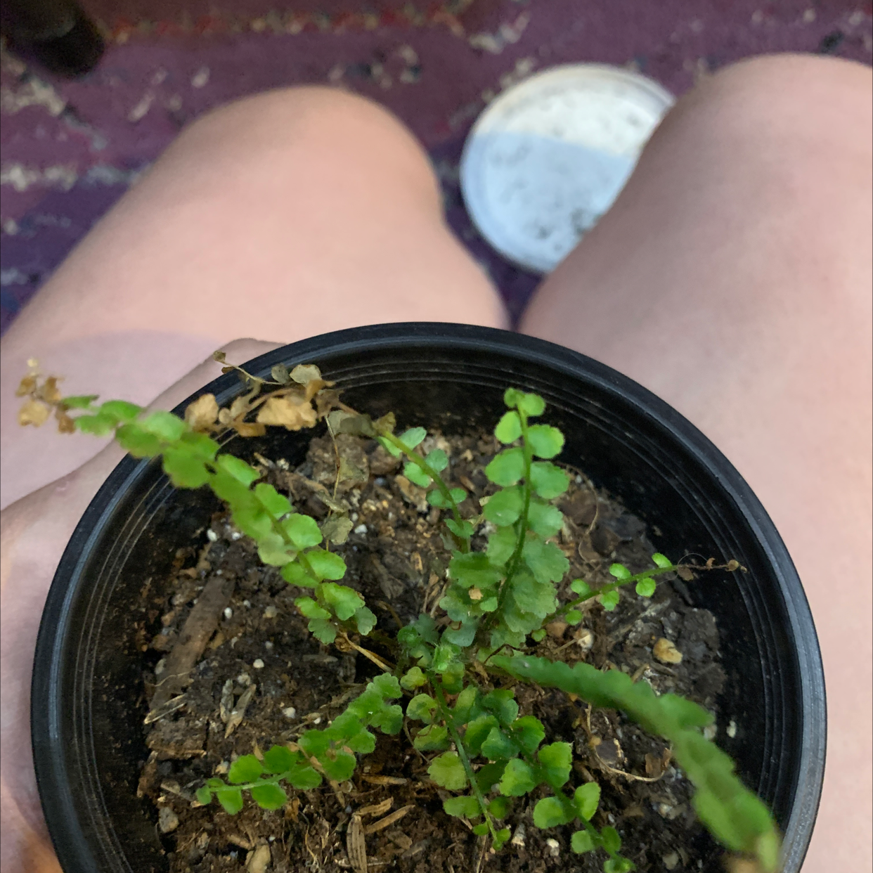 Healthy young Erect Sword Fern in a pot, held by a hand pointing at the plant against a colorful background.