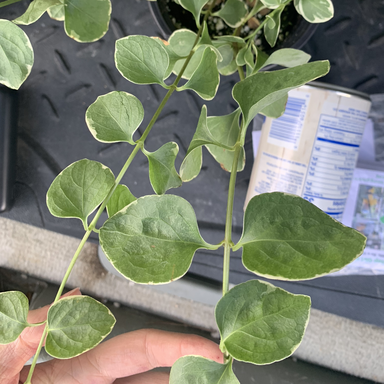 Close-up of a healthy Greater Periwinkle plant, with green leaves displayed by a hand against an indoor background.