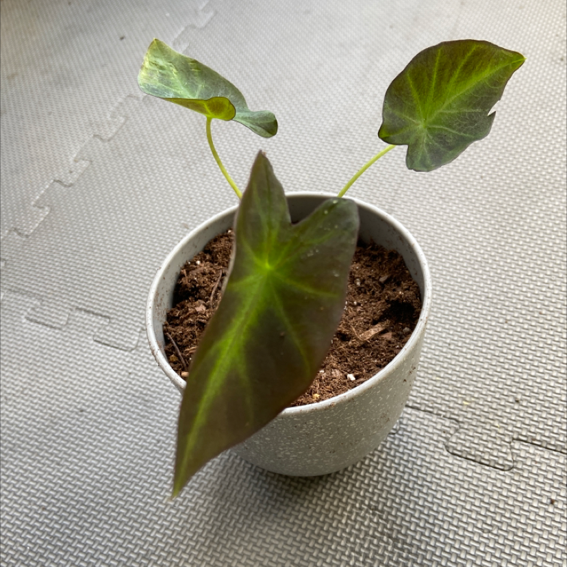 Colocasia 'Black Beauty' plant in a pot with visible soil and dark green leaves.