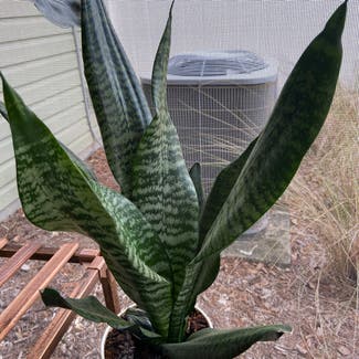 Snake Plant plant in St. Augustine, Florida