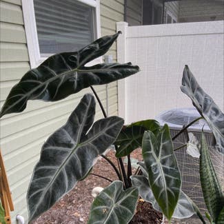 Alocasia amazonica plant in St. Augustine, Florida