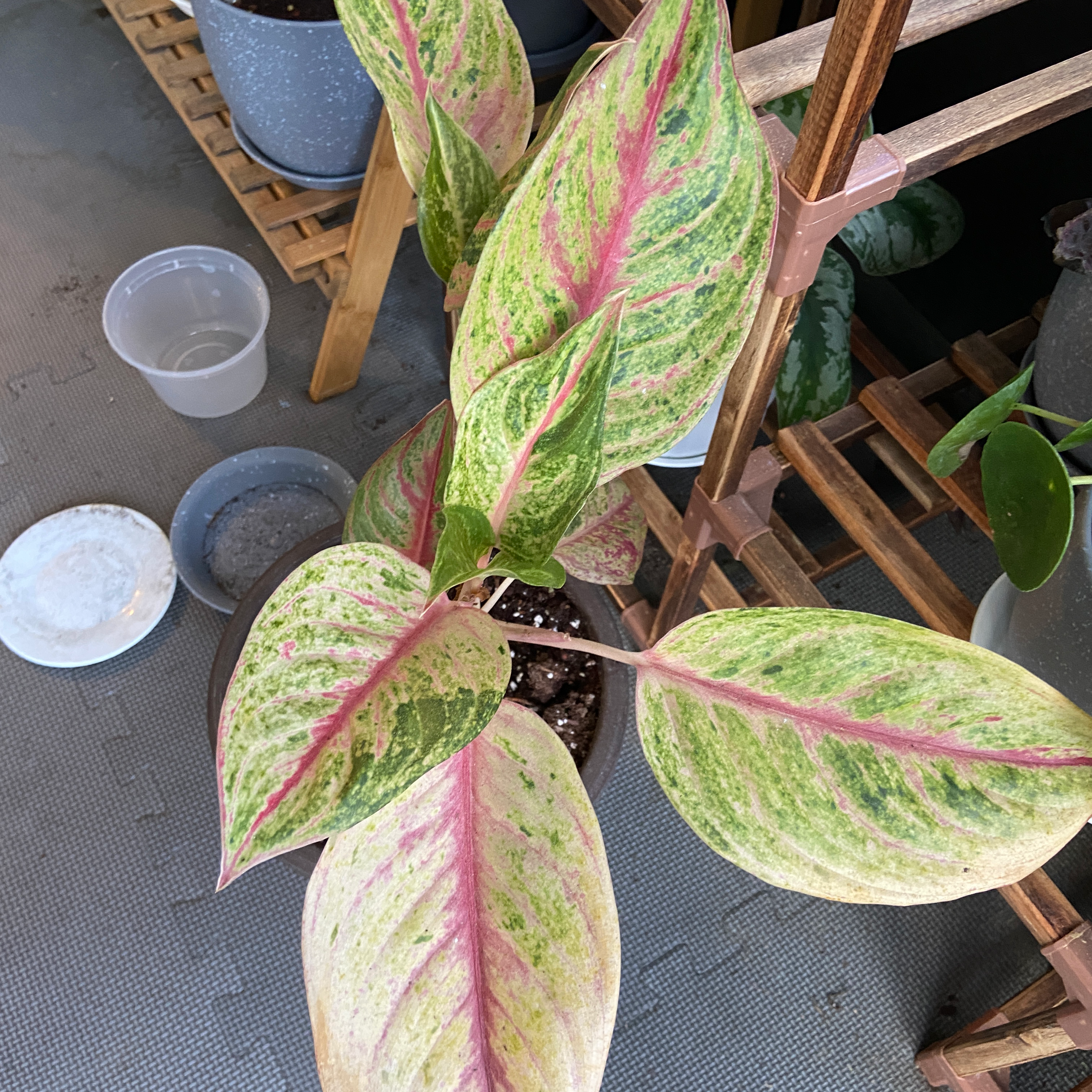 Pink Dalmatian Aglaonema plant with variegated pink and green leaves in a pot.