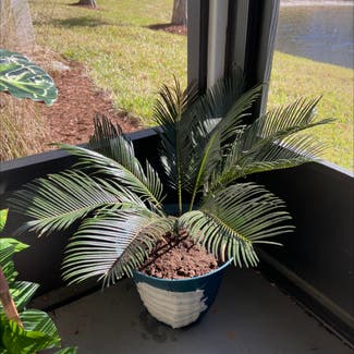 Sago Palm plant in St. Augustine, Florida
