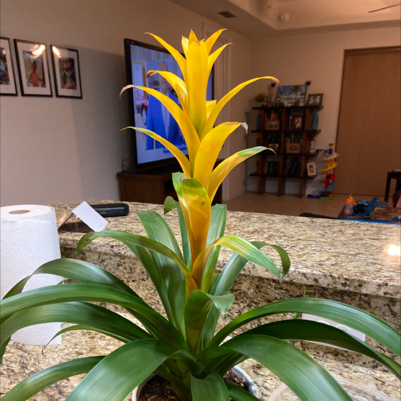 Bromeliad plant with vibrant yellow central leaves, flowering, in a household setting.