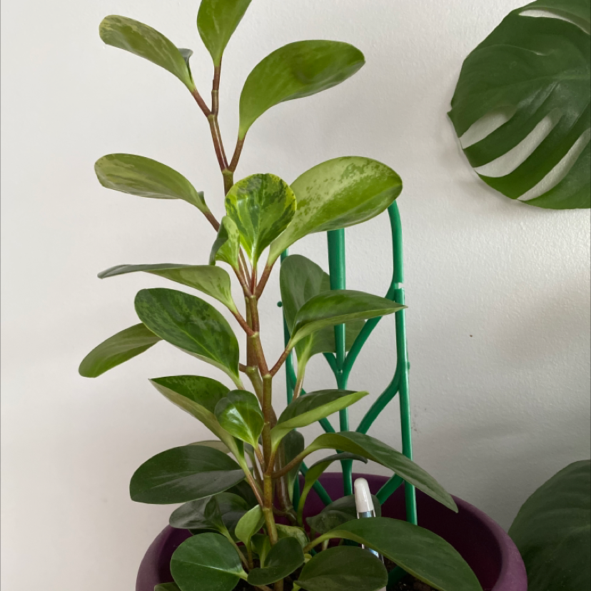 Baby Rubber Plant plant photo by @monstera_mash named pepper on Greg, the plant care app.