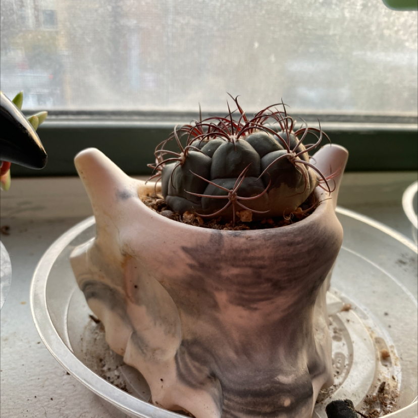 Photo of the plant species Gymnocalycium pflanzii by @monstera_mash named cubone on Greg, the plant care app