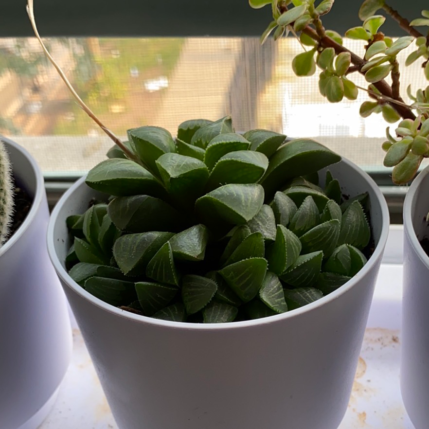 Star Cactus plant photo by @monstera_mash named benjy on Greg, the plant care app.