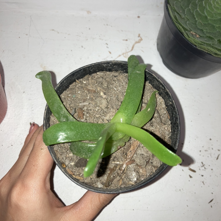 Photo of the plant species Glottiphyllum longum by Laura named Baesil on Greg, the plant care app