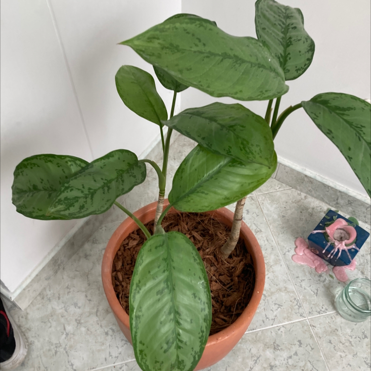 Photo of the plant species Aglaonema 'Silver III' by Laura named Sage on Greg, the plant care app