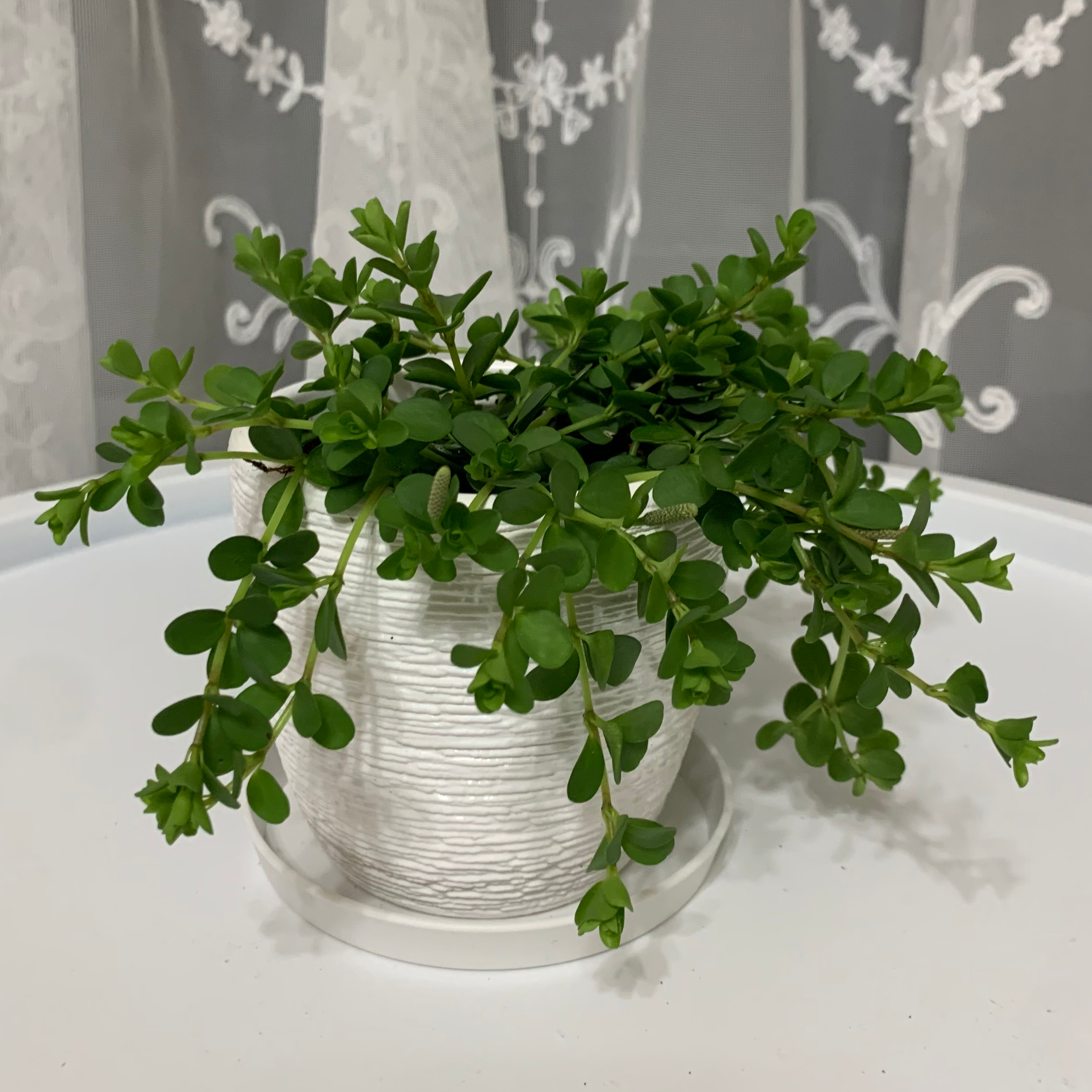 Healthy Beetle Peperomia plant in a white pot with lush green leaves.