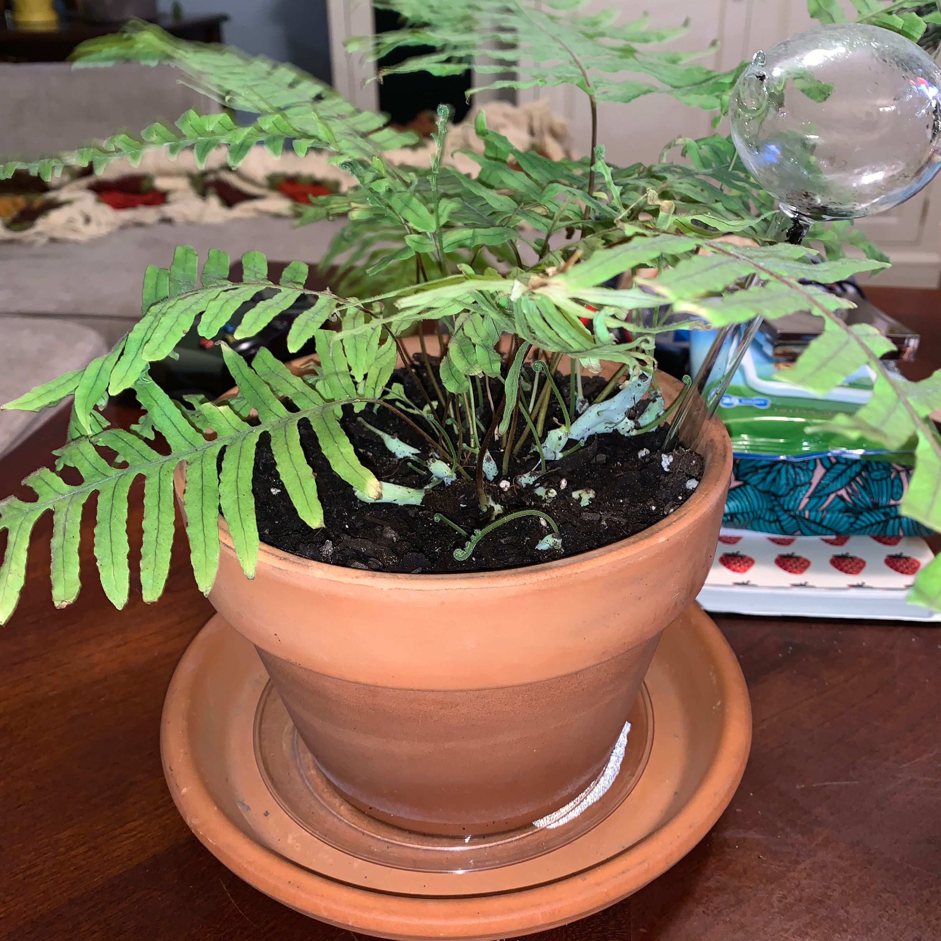 Photo of the plant species ET Fern by @valentine.guts named Your plant on Greg, the plant care app