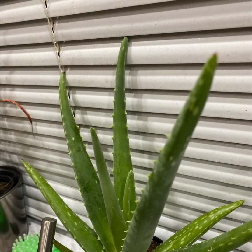 Aloe vera plant photo by @SoundlyCamellia named Jalisco on Greg, the plant care app.
