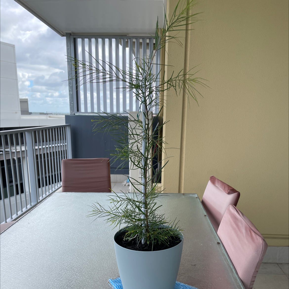 Photo of the plant species Knife acacia by @RadFuchsia named Mai-cây on Greg, the plant care app