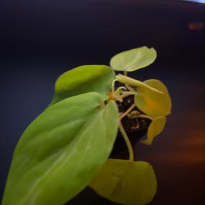 Philodendron Scandens plant photo by @moospiit named Louvre on Greg, the plant care app.