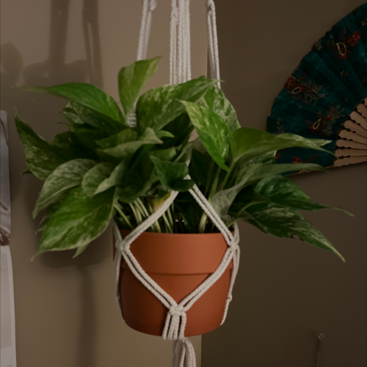 Taro Vine plant photo by @Studiomitchi named Peridot on Greg, the plant care app.