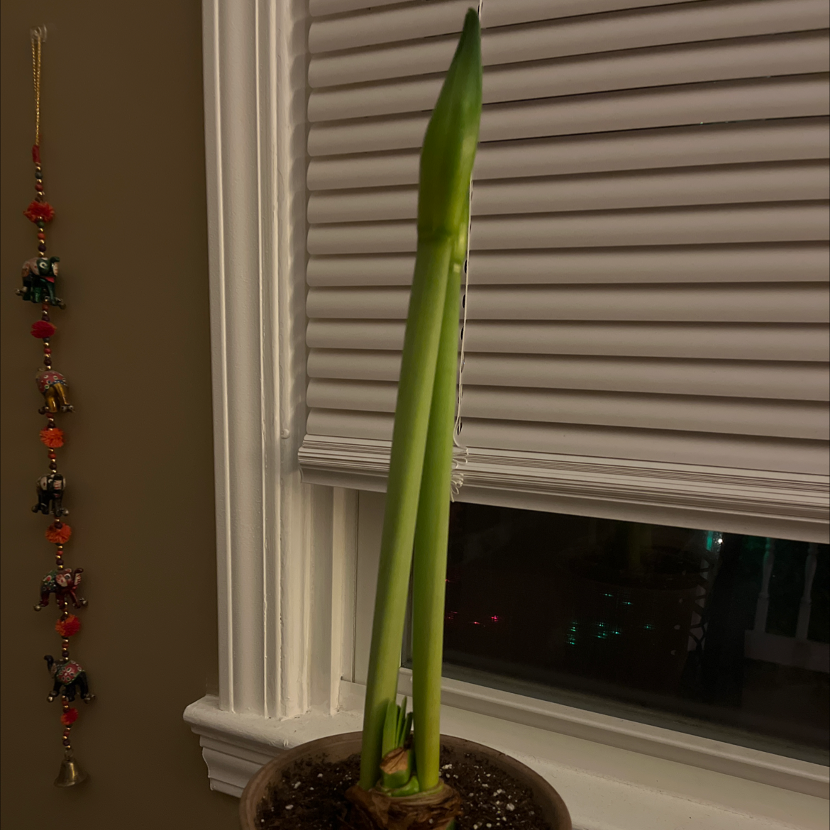 Mexican Lily plant photo by @Studiomitchi named Ruby on Greg, the plant care app.