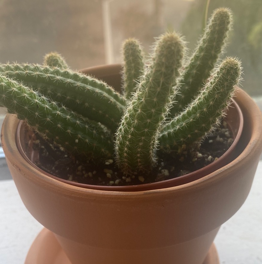 Rat Tail Cactus in a terracotta pot with visible soil, well-framed and in focus.
