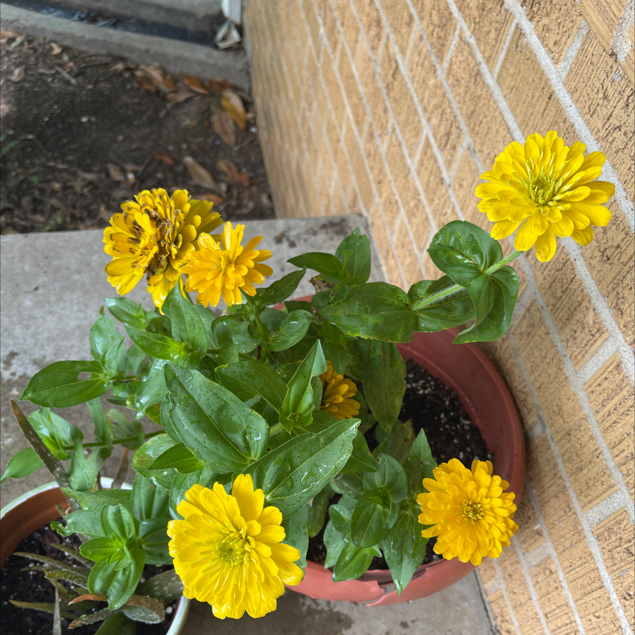 Potted Common Zinnia plant with yellow flowers and green leaves, minor browning on one flower.