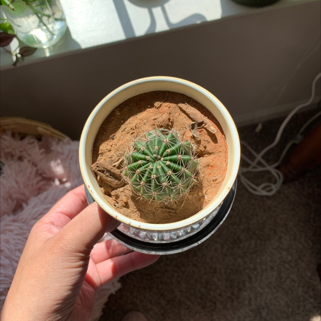 A healthy Pincushion Cactus in a small pot with visible dry soil, held by a hand.