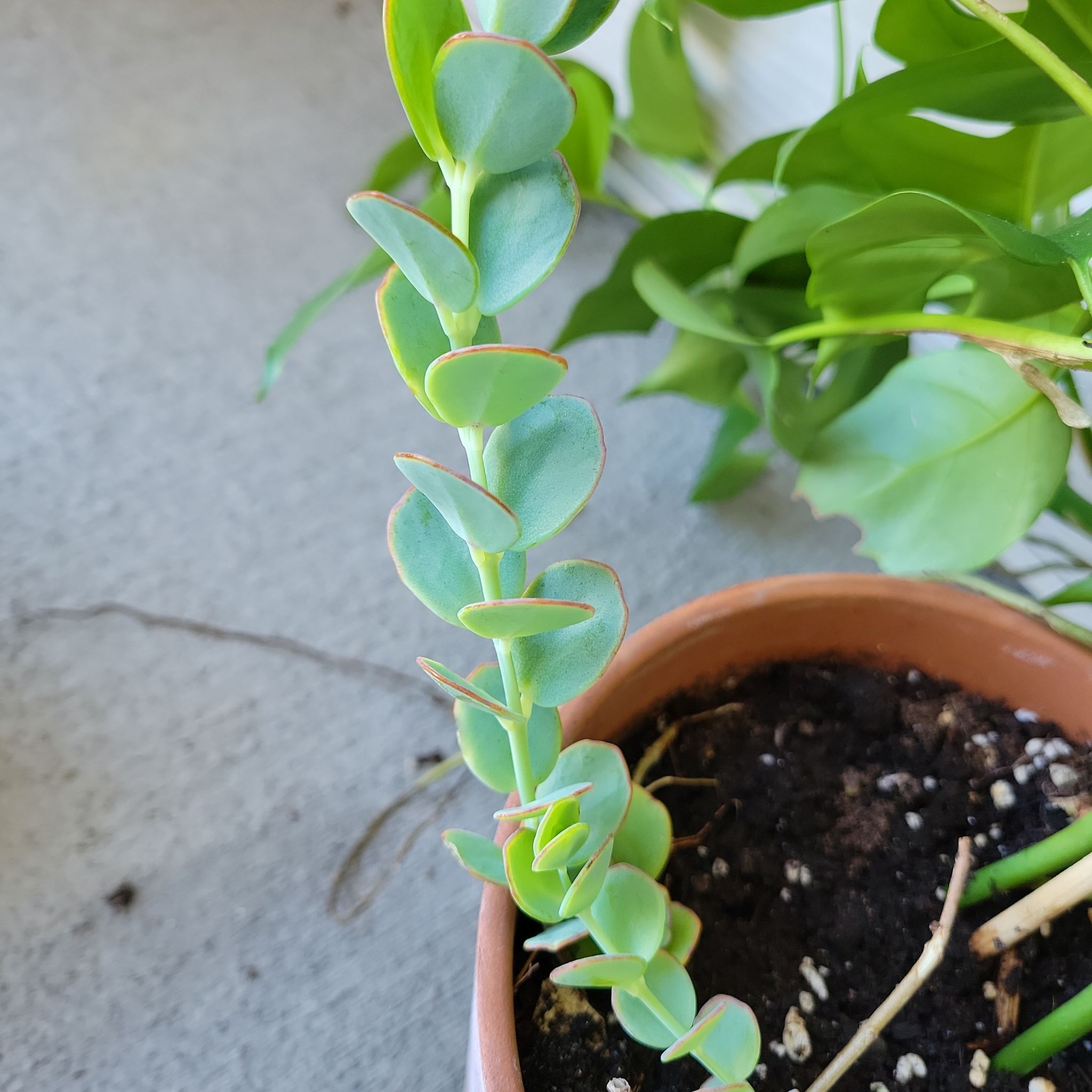 Photo of the plant species Marnier's Kalanchoe by @RosemarysBaby named Jadis on Greg, the plant care app