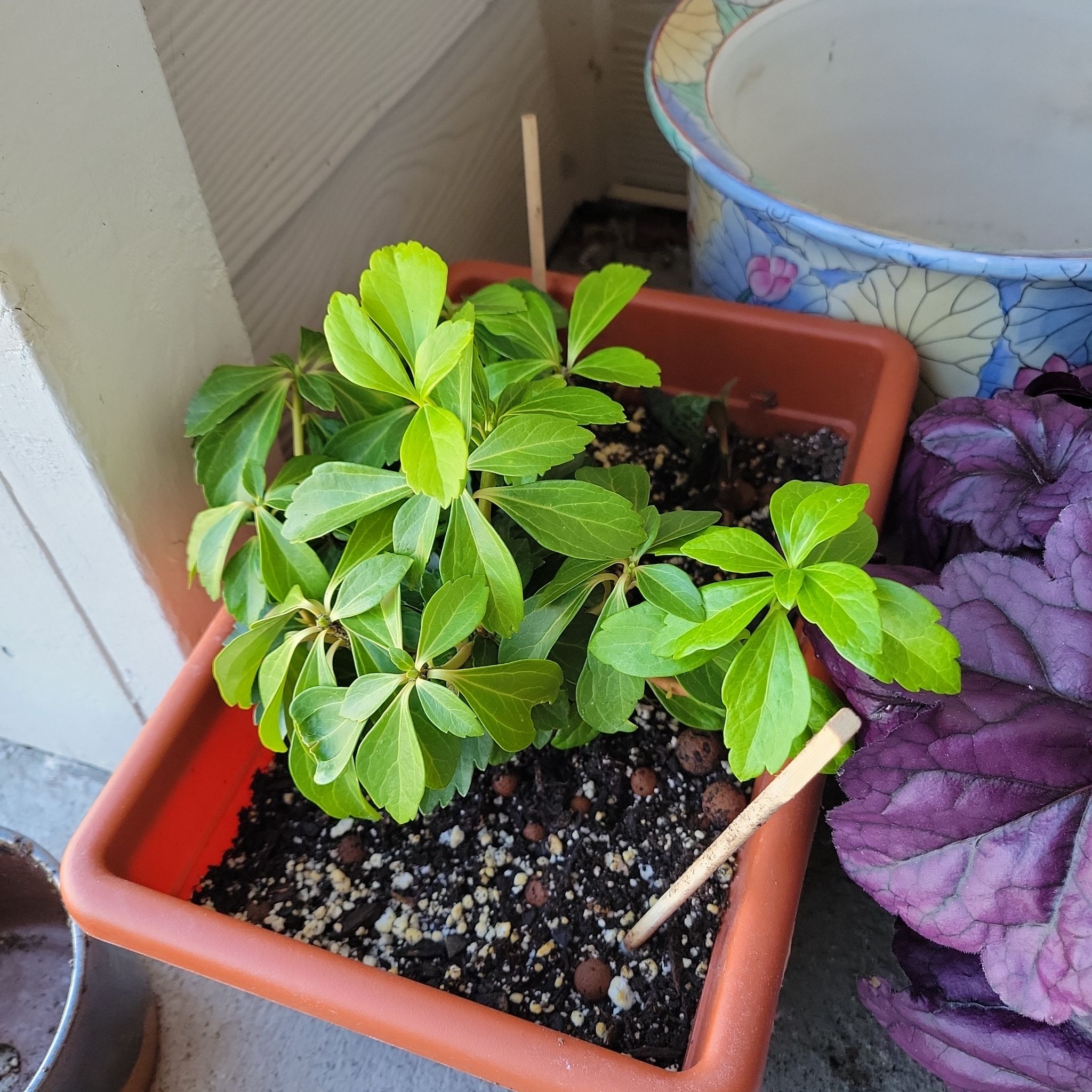 Japanese Spurge plant in a rectangular pot with vibrant green leaves and visible soil.