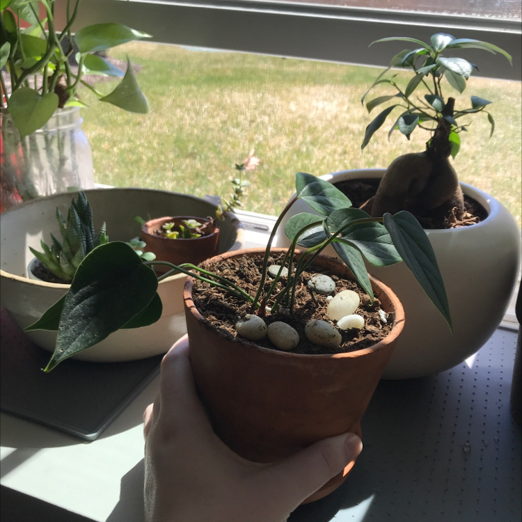 A healthy Painter's Palette plant with variegated leaves and a white flower, in a ceramic pot next to a smaller potted plant.
