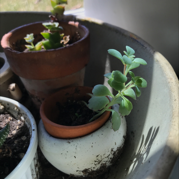 Small potted Lavender Scallops plant with green leaves, soil visible.