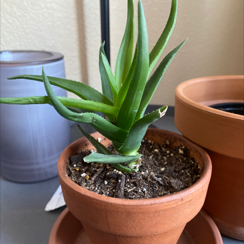Climbing Aloe plant in a terracotta pot with visible soil, appearing healthy.