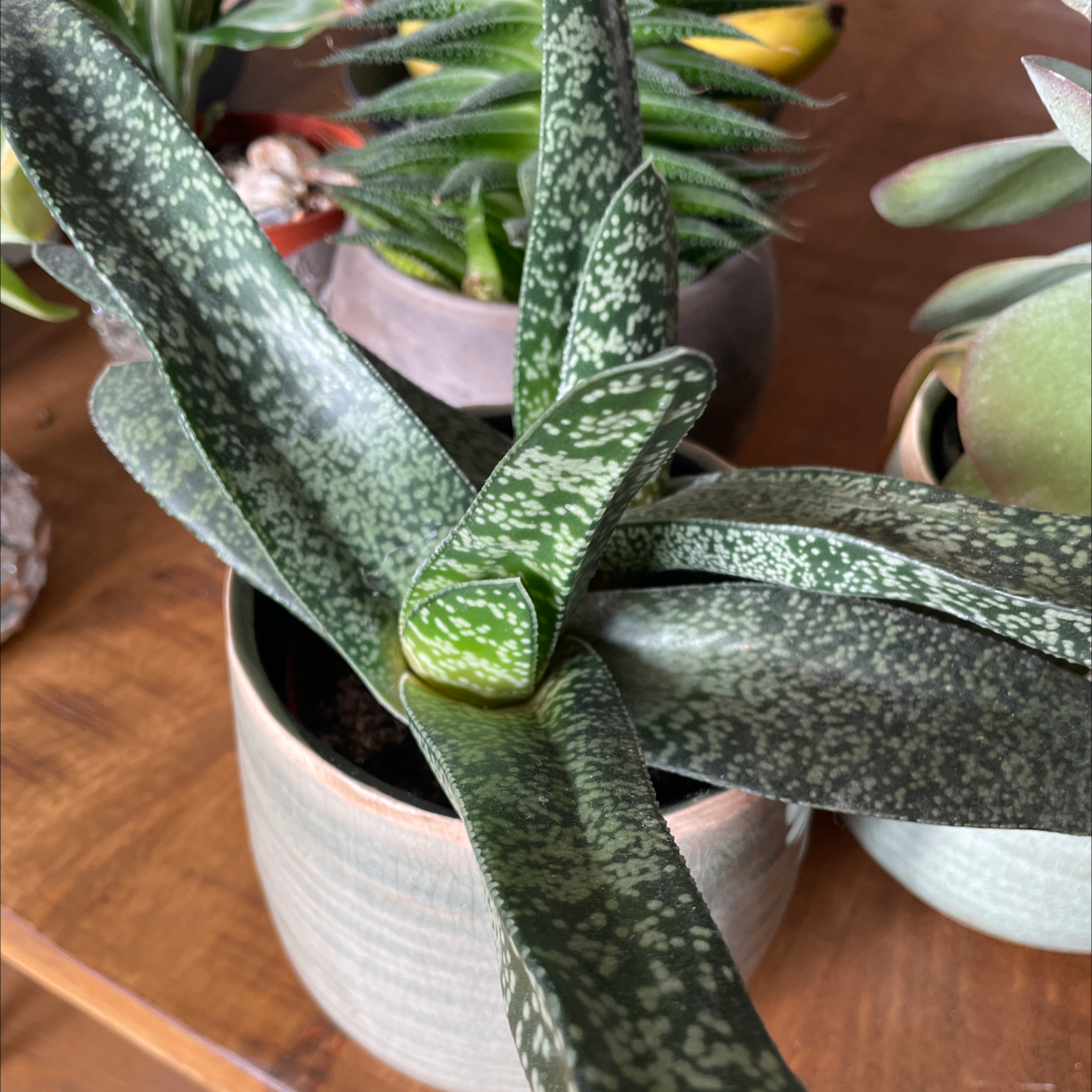 Healthy Gasteria brevifolia plant with variegated green and white polka dot patterned leaves in a tight rosette.