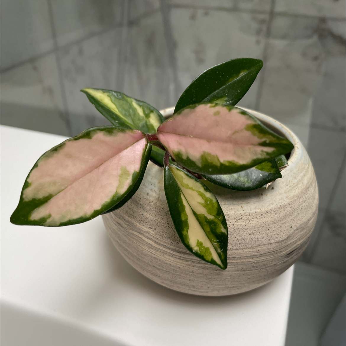 A healthy waxplant in a pot, with glossy green and pink variegated leaves. The plant appears to be thriving.