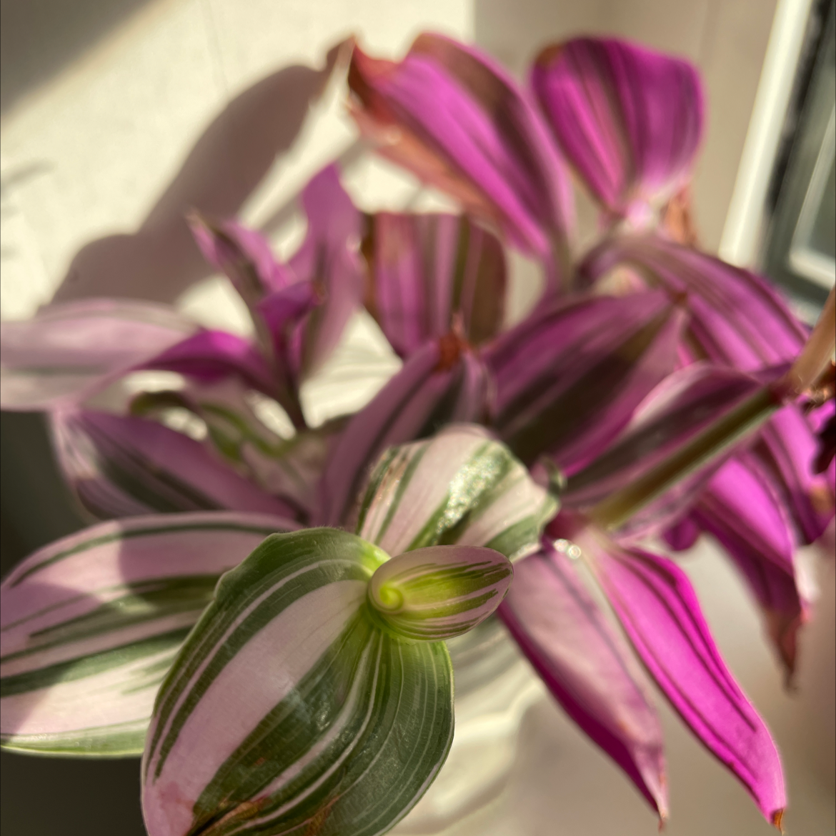 Close-up of a thriving Purple Heart plant with vibrant purple and green striped leaves, no signs of disease or distress.