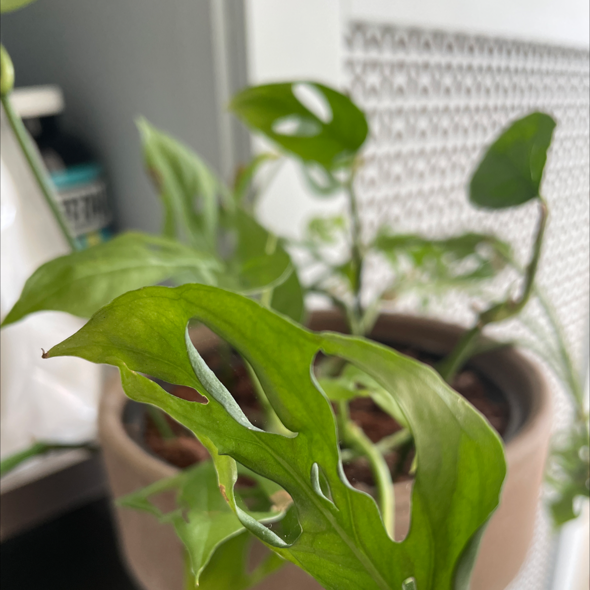 Swiss Cheese Vine plant in a pot with characteristic holey leaves, well-framed and focused.