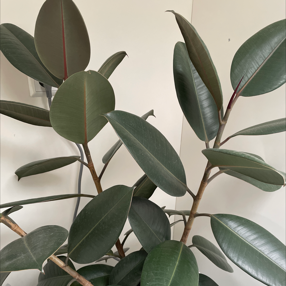 How To Prune Rubber Plant
